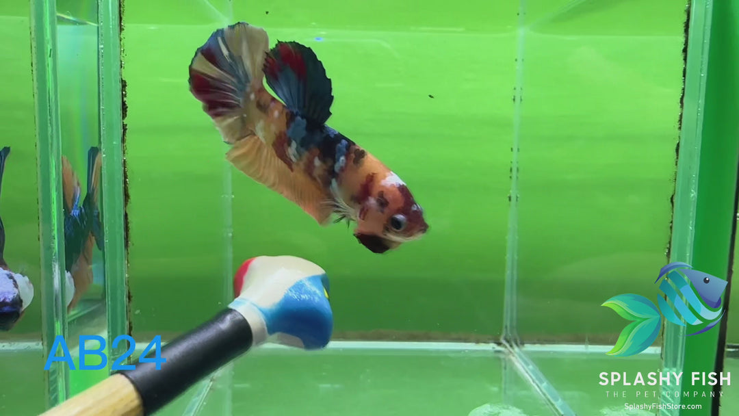 AB24 WYSIWYG Premium Koi Nemo Galaxy Male Plakat Betta Fish