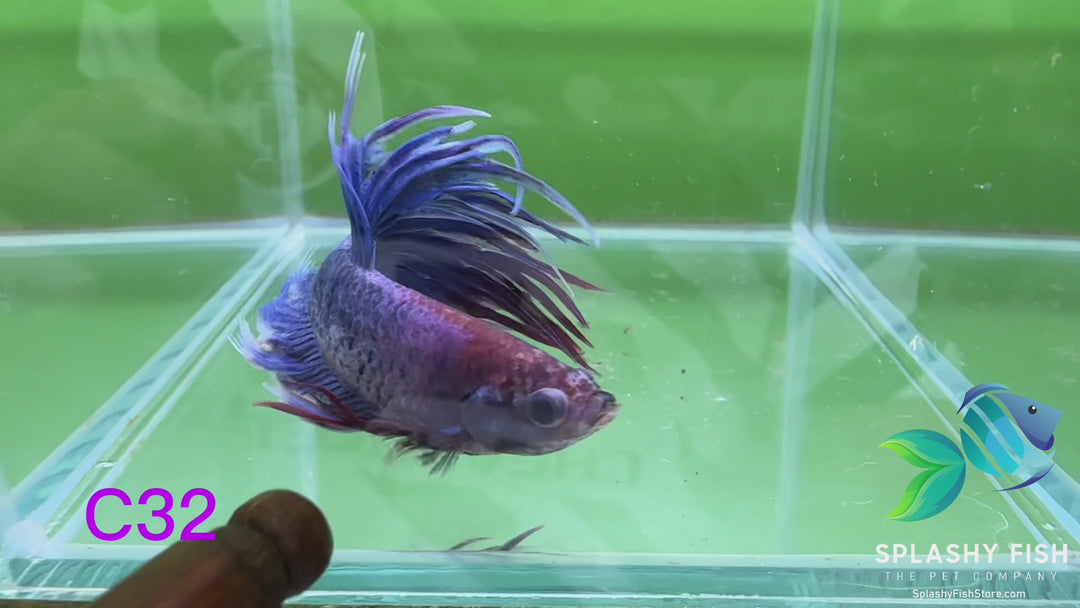 C32 WYSIWYG Premium Crowntail Male Betta Fish