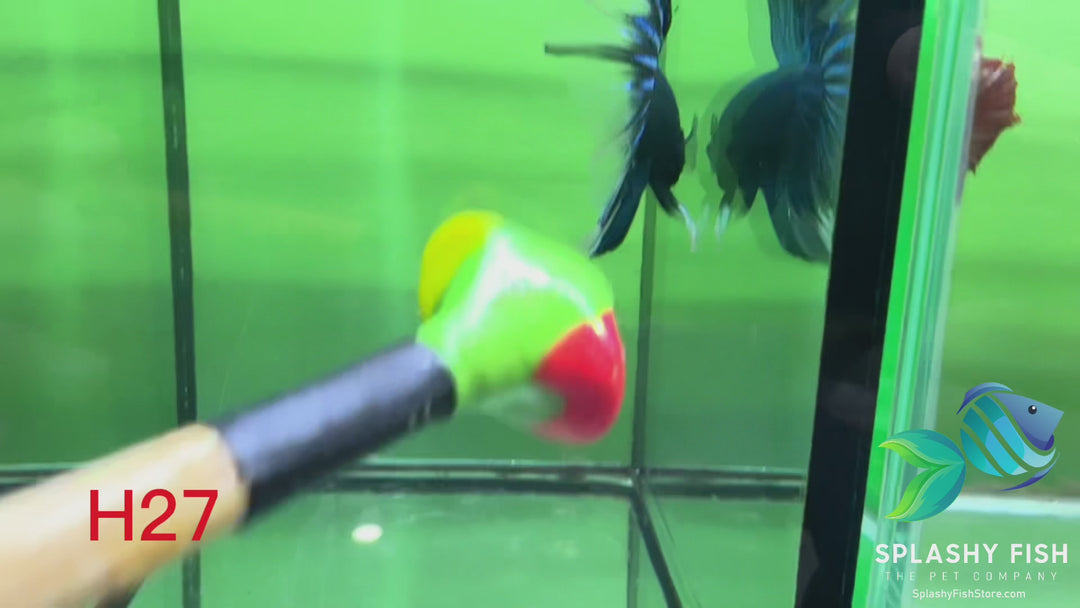 H27 WYSIWYG Premium Halfmoon Betta Fish