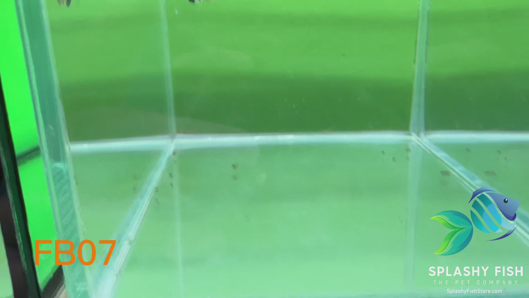 FB07 WYSIWYG B Grade Female Plakat Betta Fish