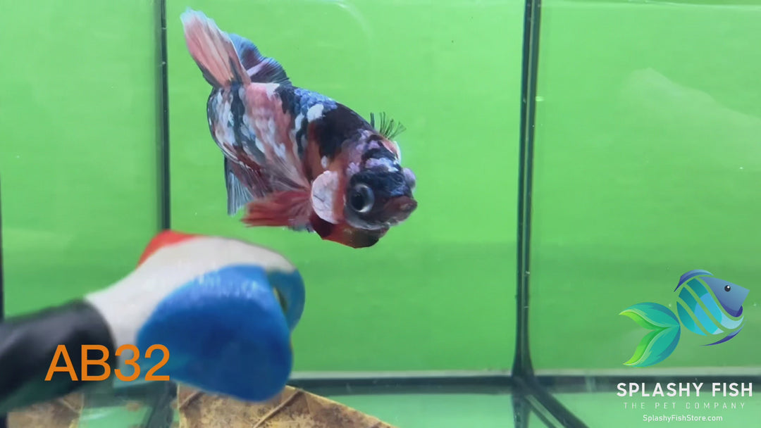 AB32 WYSIWYG Premium Koi Nemo Galaxy Male Plakat Betta Fish