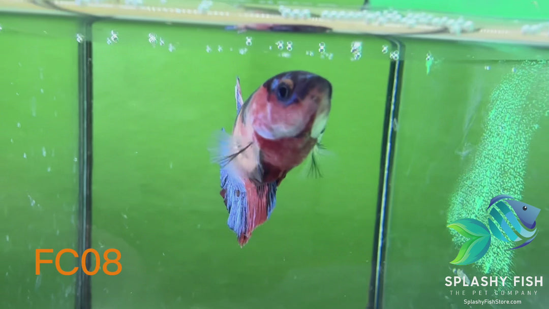 FC08 WYSIWYG B Grade Female Plakat Betta Fish