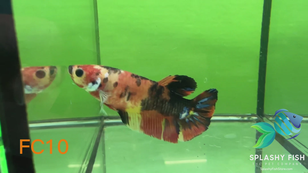 FC10 WYSIWYG B Grade Female Plakat Betta Fish