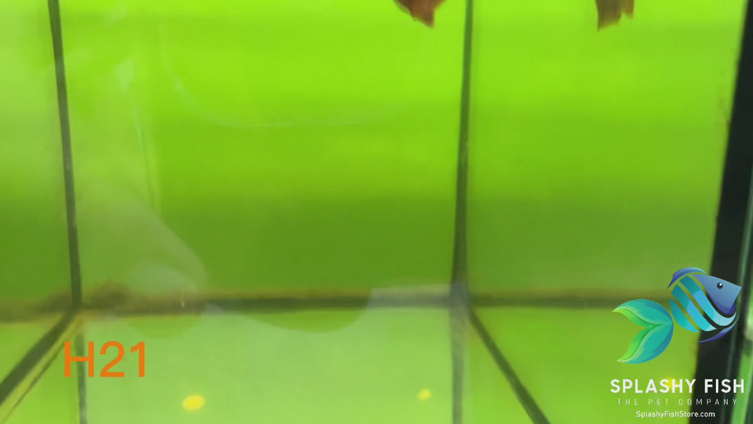 H21 WYSIWYG Premium Halfmoon Betta Fish