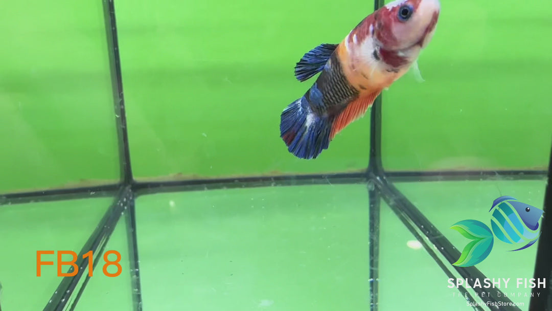 FB18 WYSIWYG B Grade Female Plakat Betta Fish