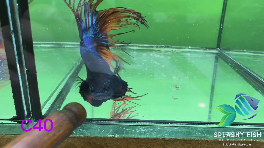 C40 WYSIWYG Premium Crowntail Male Betta Fish
