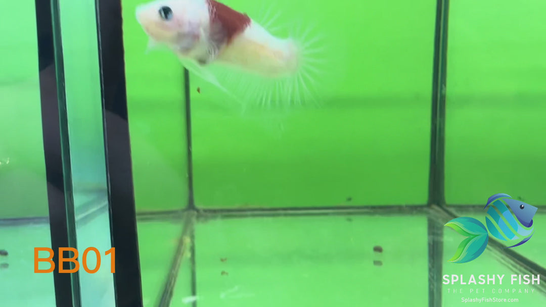 BB01 WYSIWYG B Grade Galaxy Male Betta Fish HMPK
