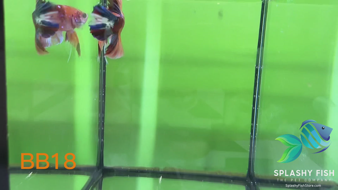 BB18 WYSIWYG B Grade Galaxy Male Betta Fish HMPK