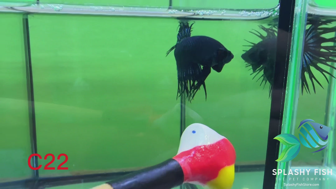 C22 WYSIWYG Premium Crowntail Male Betta Fish