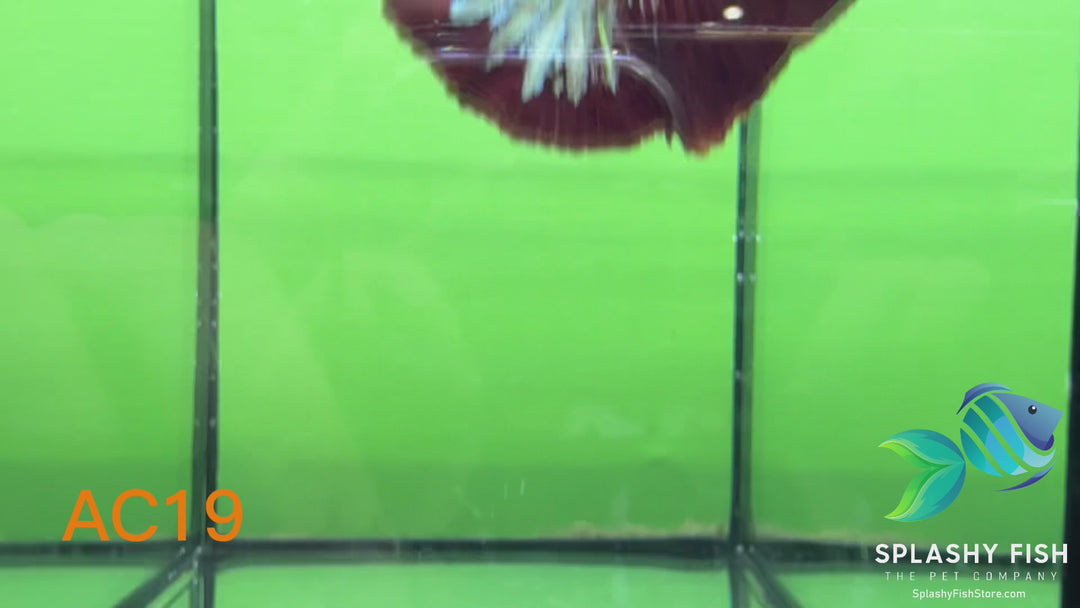 AC19 WYSIWYG Premium Fancy Male Plakat Betta Fish