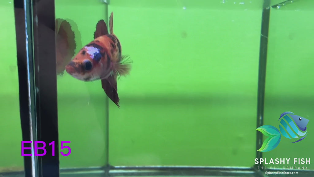 EB15 Premium Giant Female Betta Fish Betta Fish – Splashy Fish