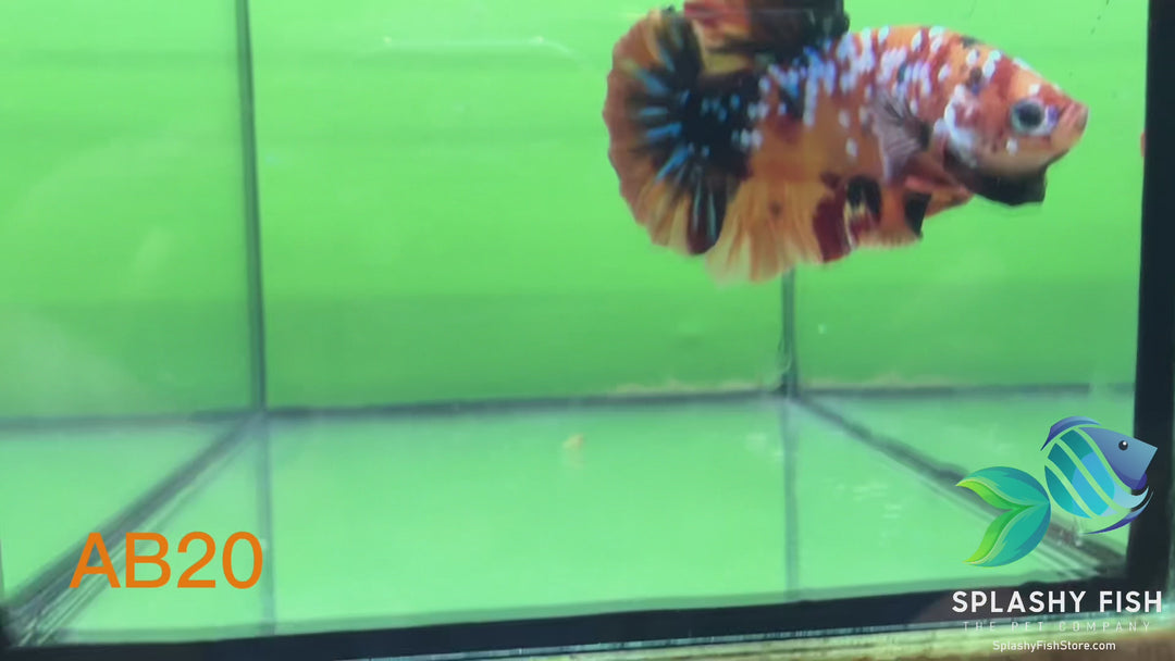 AB20 WYSIWYG Premium Koi Nemo Galaxy Male Plakat Betta Fish