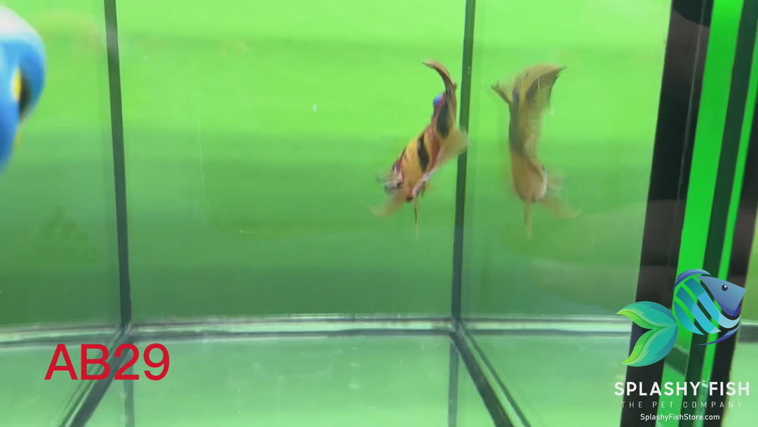 AB29 WYSIWYG Premium Koi Nemo Galaxy Male Plakat Betta Fish
