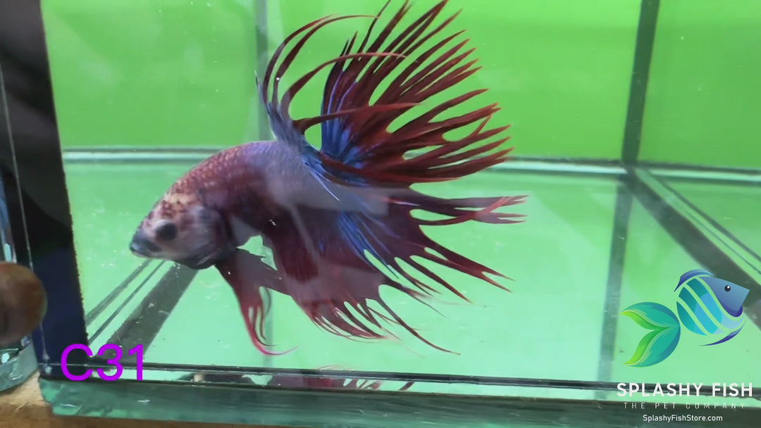C31 WYSIWYG Premium Crowntail Male Betta Fish