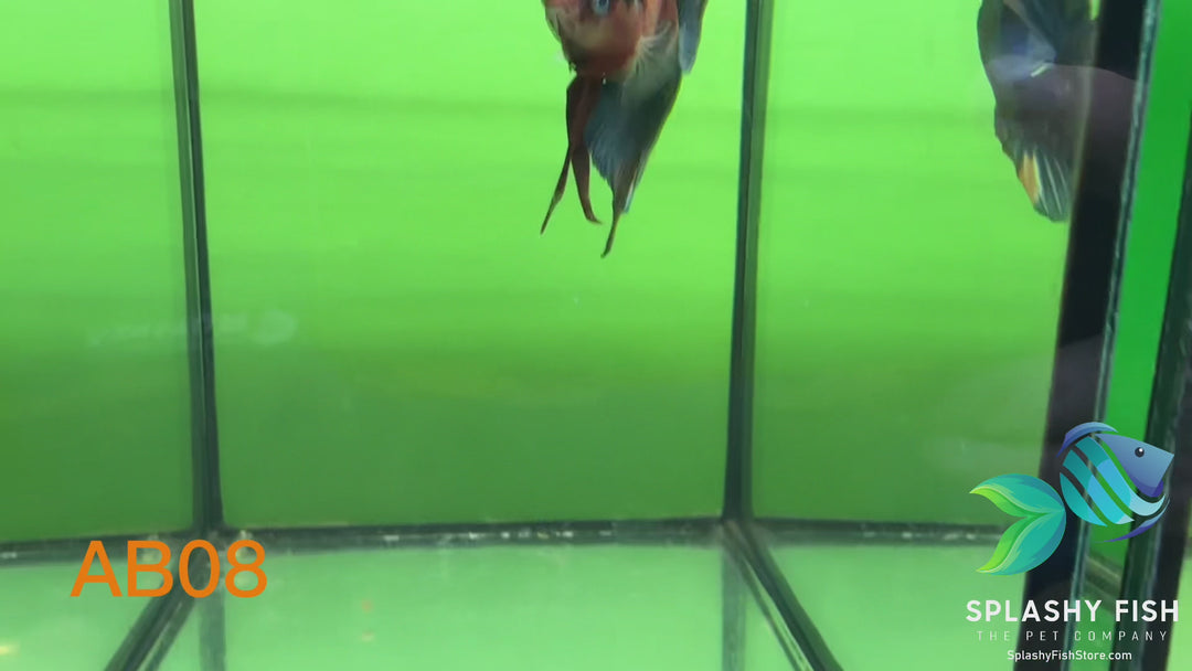 AB08 WYSIWYG Premium Koi Nemo Galaxy Male Plakat Betta Fish