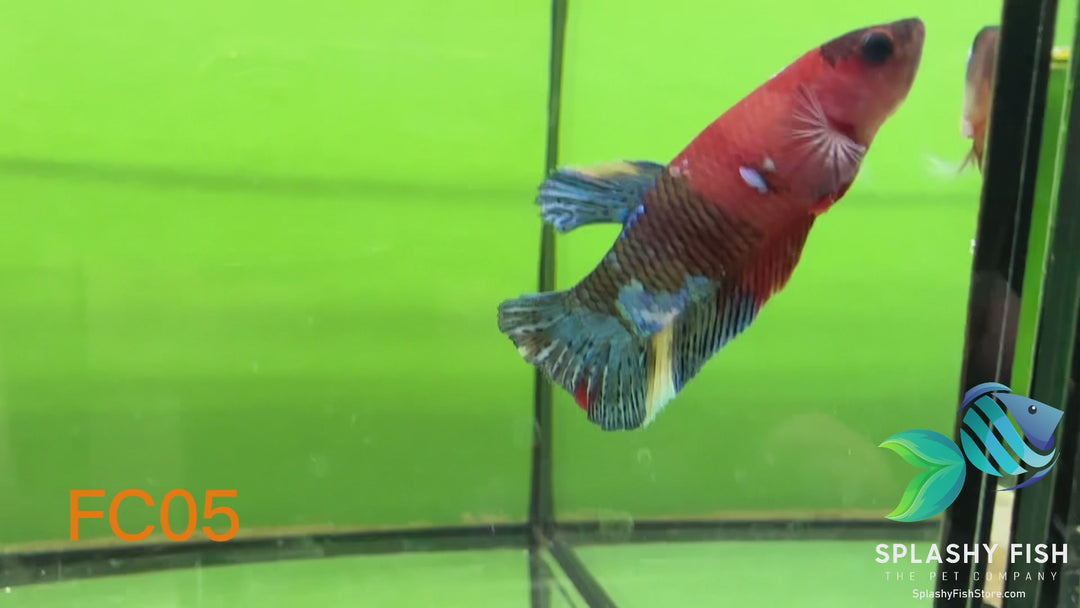 FC05 WYSIWYG B Grade Female Plakat Betta Fish