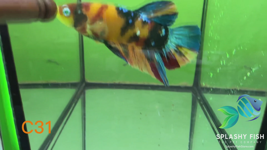 C31 WYSIWYG Premium Neon Koi Plakat Male Betta Fish