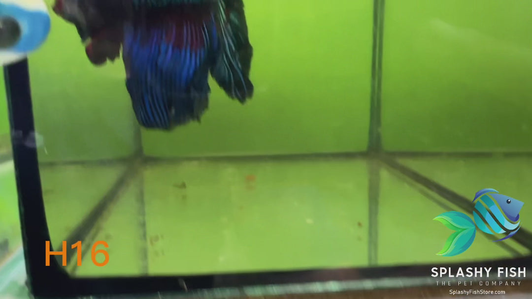 H16 WYSIWYG Premium Halfmoon Betta Fish