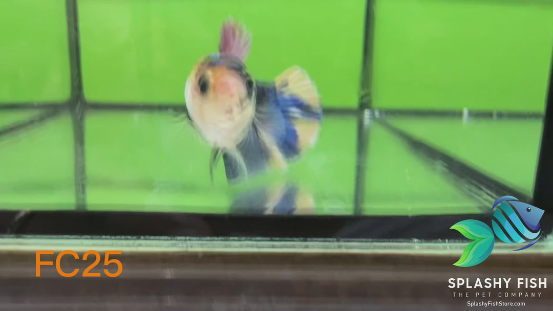 FC25 WYSIWYG B Grade Female Plakat Betta Fish