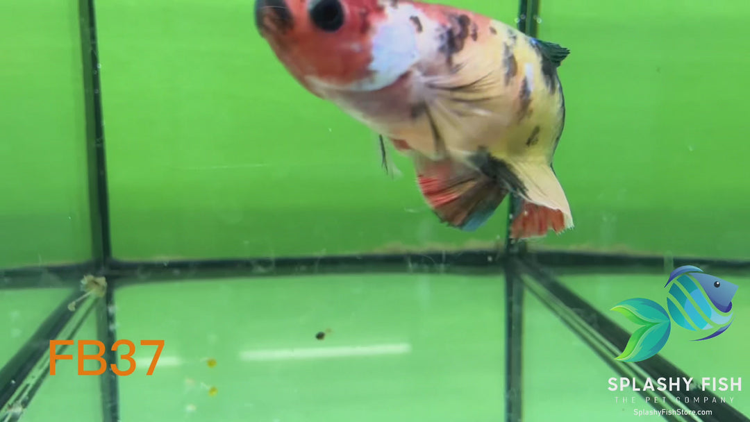 FB37 WYSIWYG B Grade Female Plakat Betta Fish