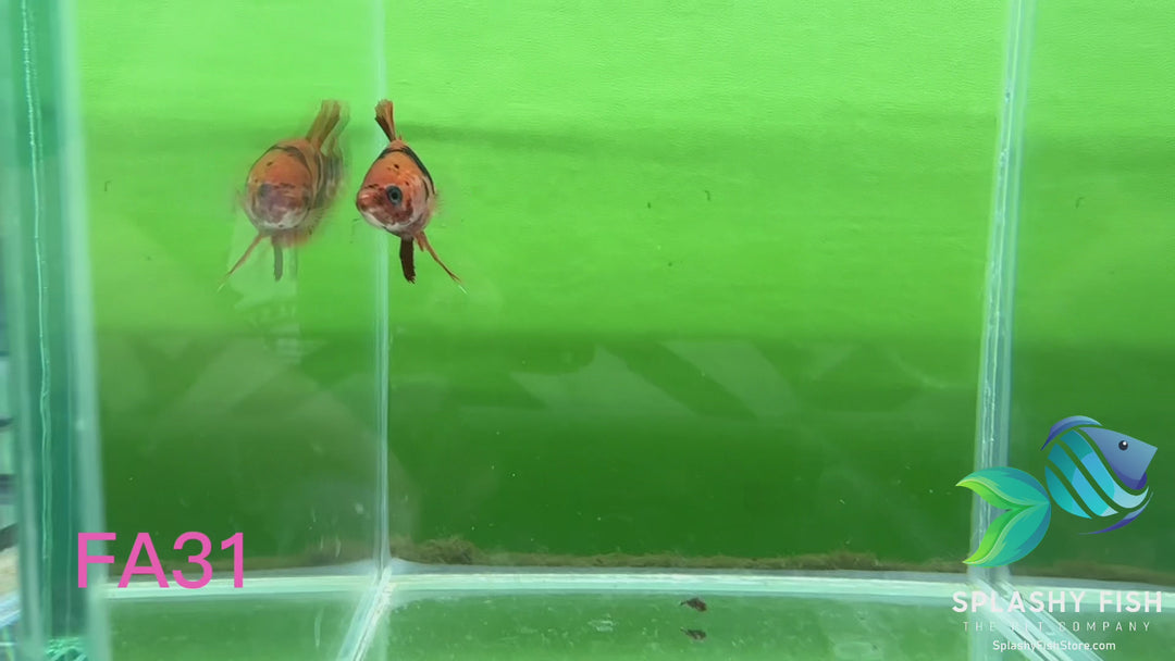 FA31 WYSIWYG B Grade Female Plakat Betta Fish