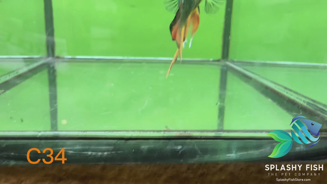 C34 WYSIWYG Premium Neon Koi Plakat Male Betta Fish