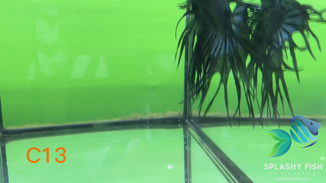 C13 WYSIWYG Premium Crowntail Male Betta Fish