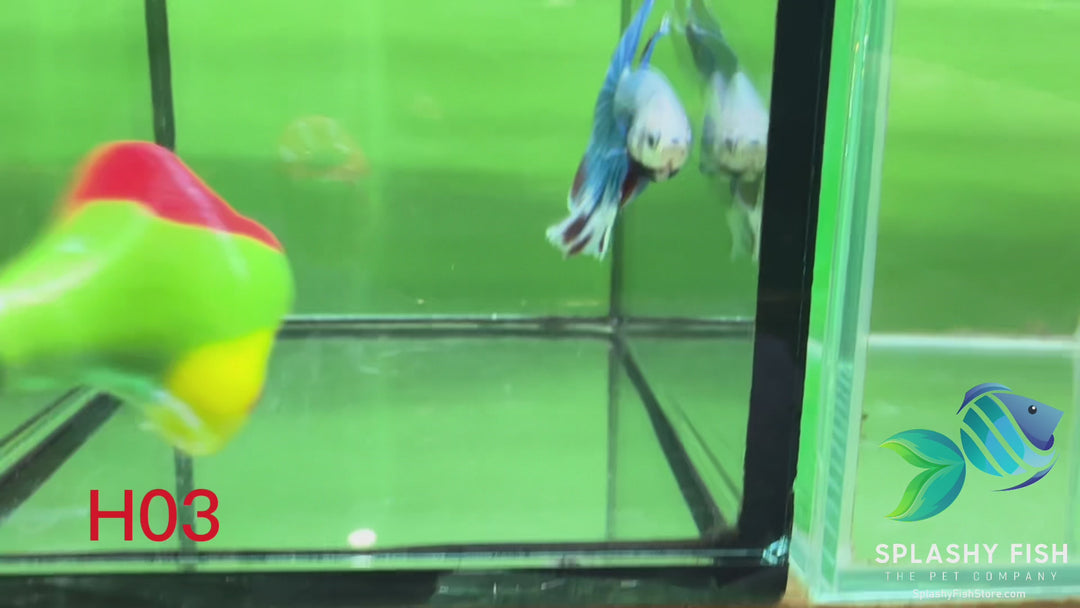 H03 WYSIWYG Premium Halfmoon Betta Fish
