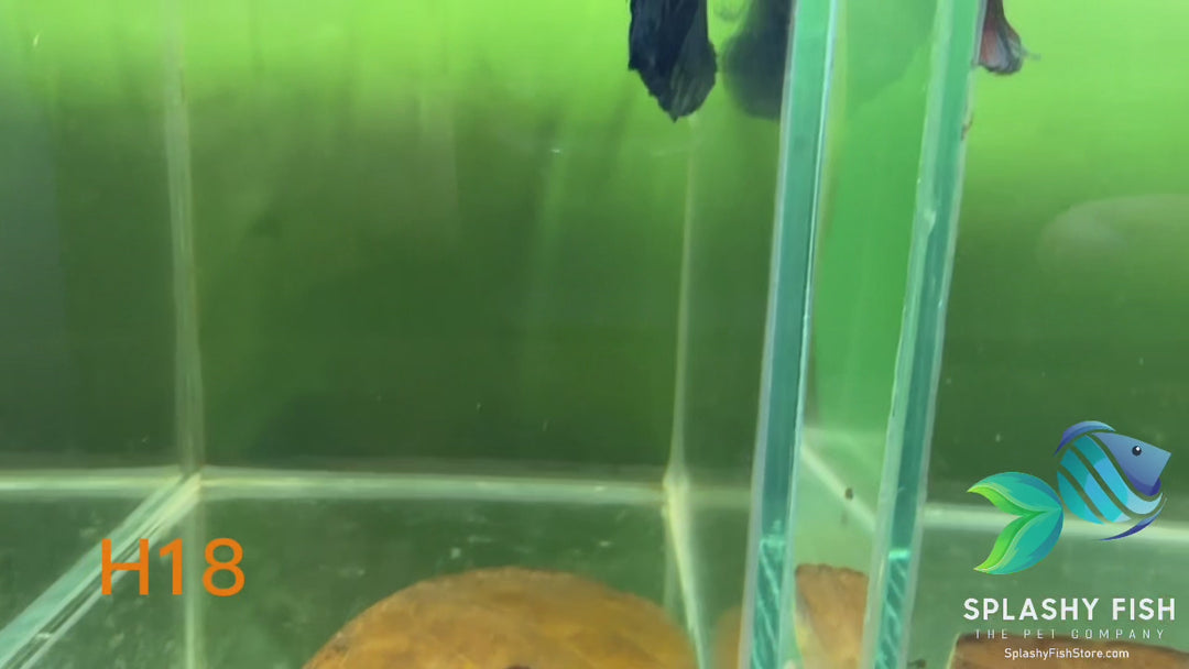 H18 WYSIWYG Premium Halfmoon Betta Fish