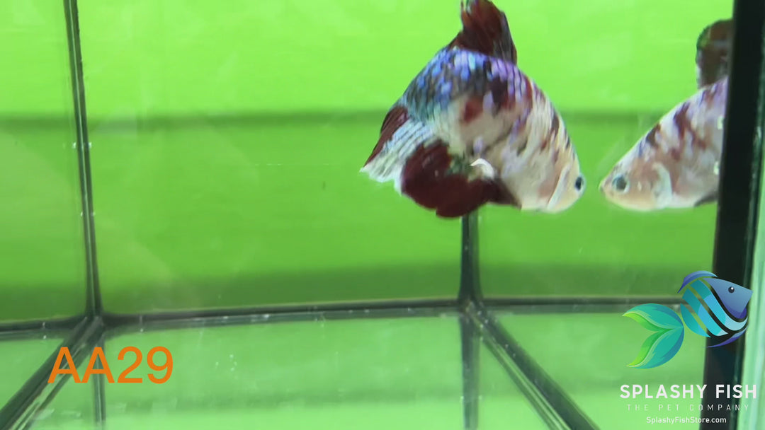AA29 WYSIWYG Premium Red Koi Galaxy Male Plakat Betta Fish