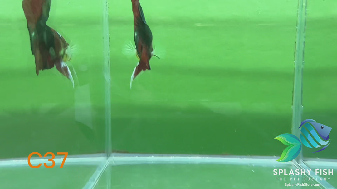 C37 WYSIWYG Premium Neon Koi Plakat Male Betta Fish