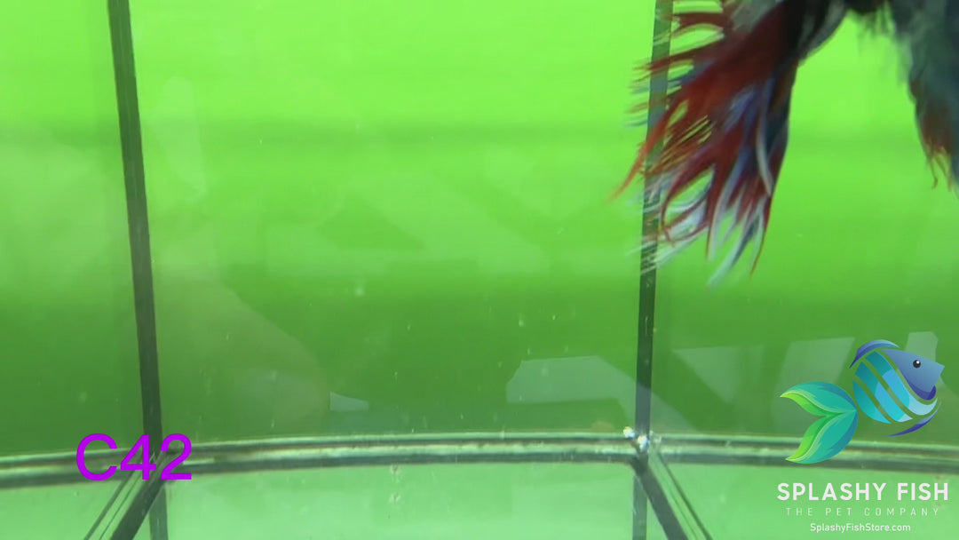 C42 WYSIWYG Premium Crowntail Male Betta Fish