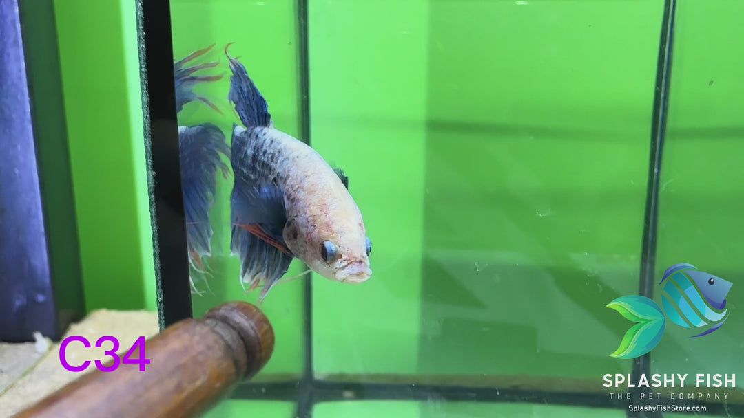 C34 WYSIWYG Premium Crowntail Male Betta Fish