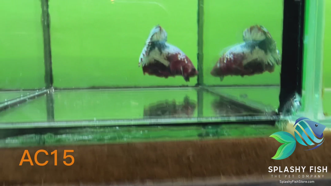 AC15 WYSIWYG Premium Fancy Male Plakat Betta Fish