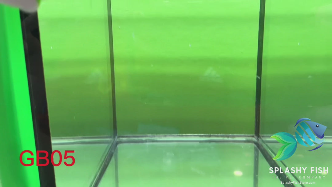 GB05 WYSIWYG Premium Giant Male Plakat Betta Fish
