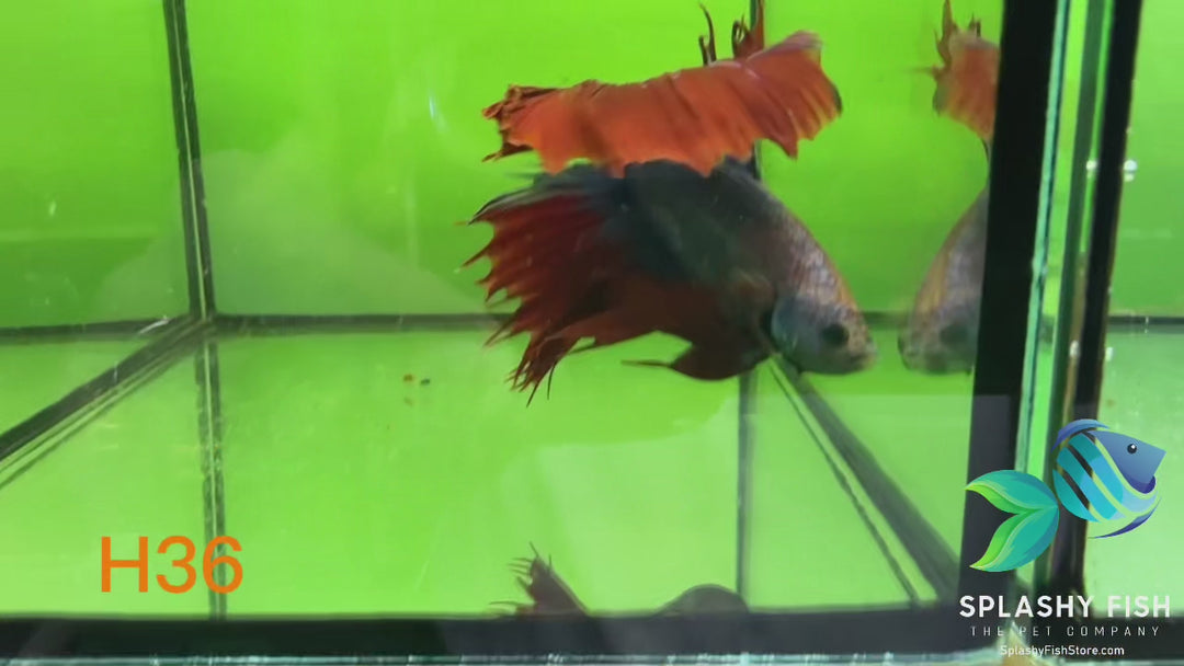 H36 WYSIWYG Premium Halfmoon Betta Fish