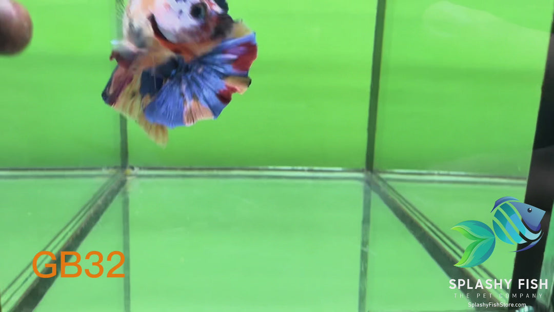 GB32 WYSIWYG Premium Giant Male Plakat Betta Fish