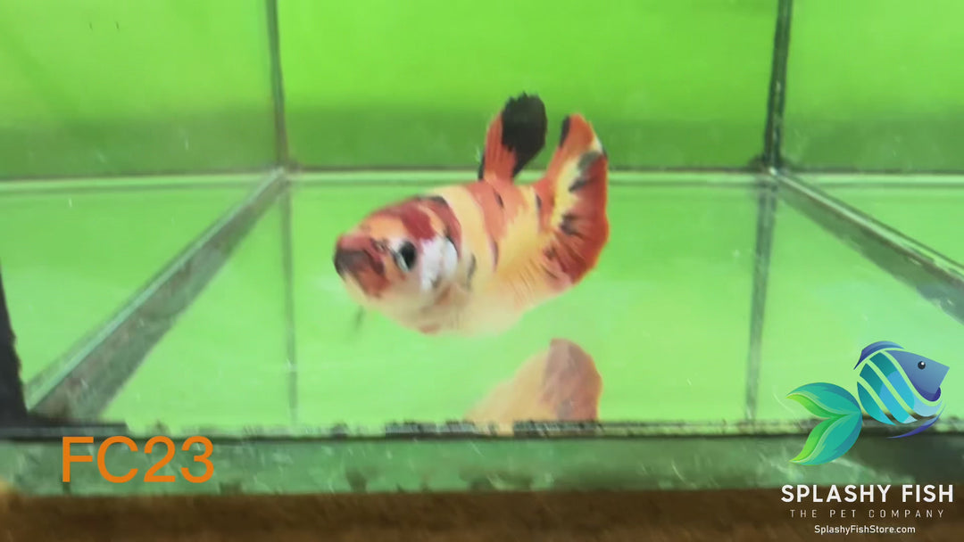 FC23 WYSIWYG B Grade Female Plakat Betta Fish