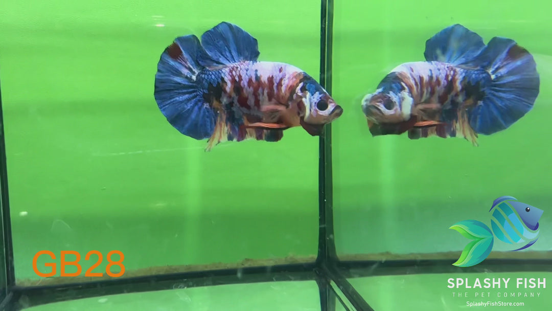 GB28 WYSIWYG Premium Giant Male Plakat Betta Fish