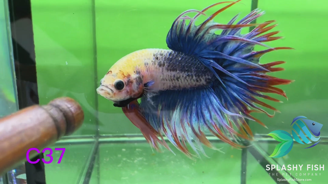 C37 WYSIWYG Premium Crowntail Male Betta Fish