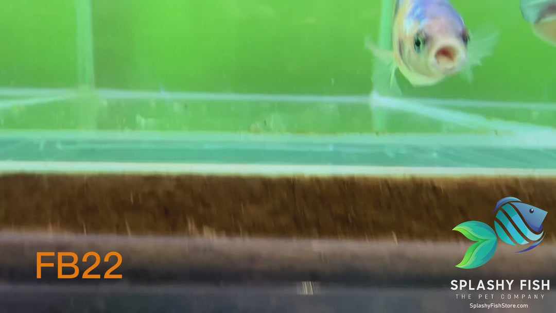 FB22 WYSIWYG B Grade Female Plakat Betta Fish
