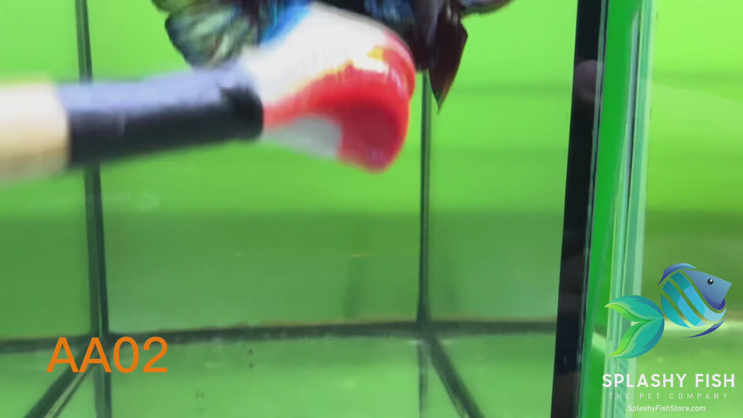 AA02 WYSIWYG Premium Red Koi Galaxy Male Plakat Betta Fish