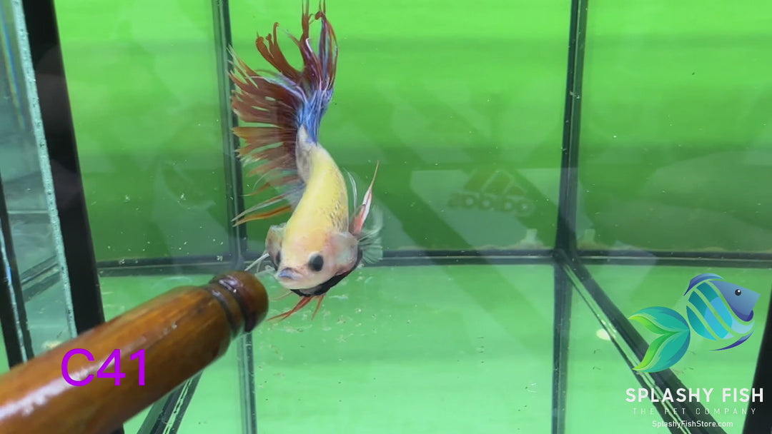 C41 WYSIWYG Premium Crowntail Male Betta Fish