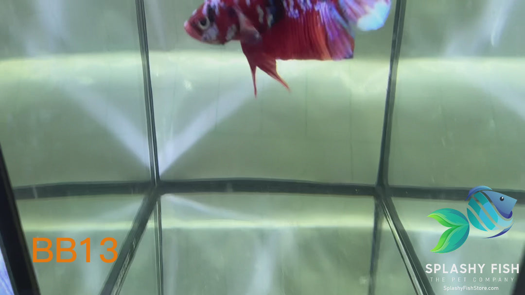 BB13 WYSIWYG B Grade Galaxy Male Betta Fish HMPK
