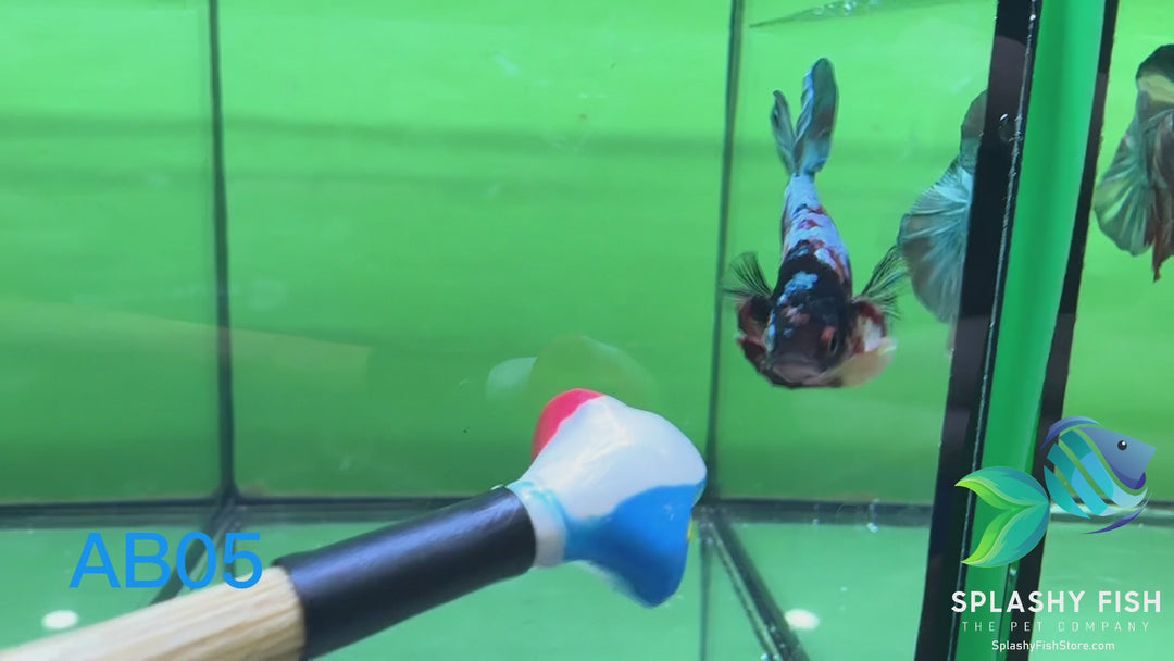 AB05 WYSIWYG Premium Koi Nemo Galaxy Male Plakat Betta Fish