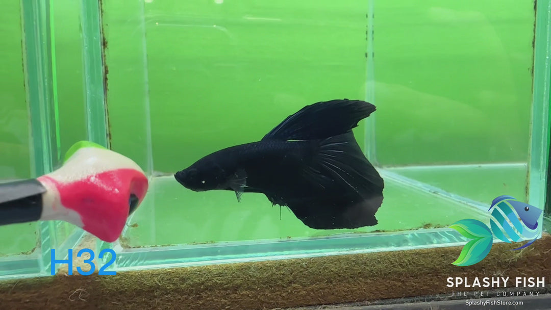 H32 WYSIWYG Premium Halfmoon Betta Fish