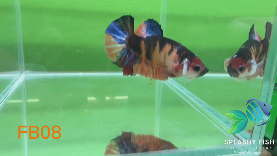 FB08 WYSIWYG B Grade Female Plakat Betta Fish