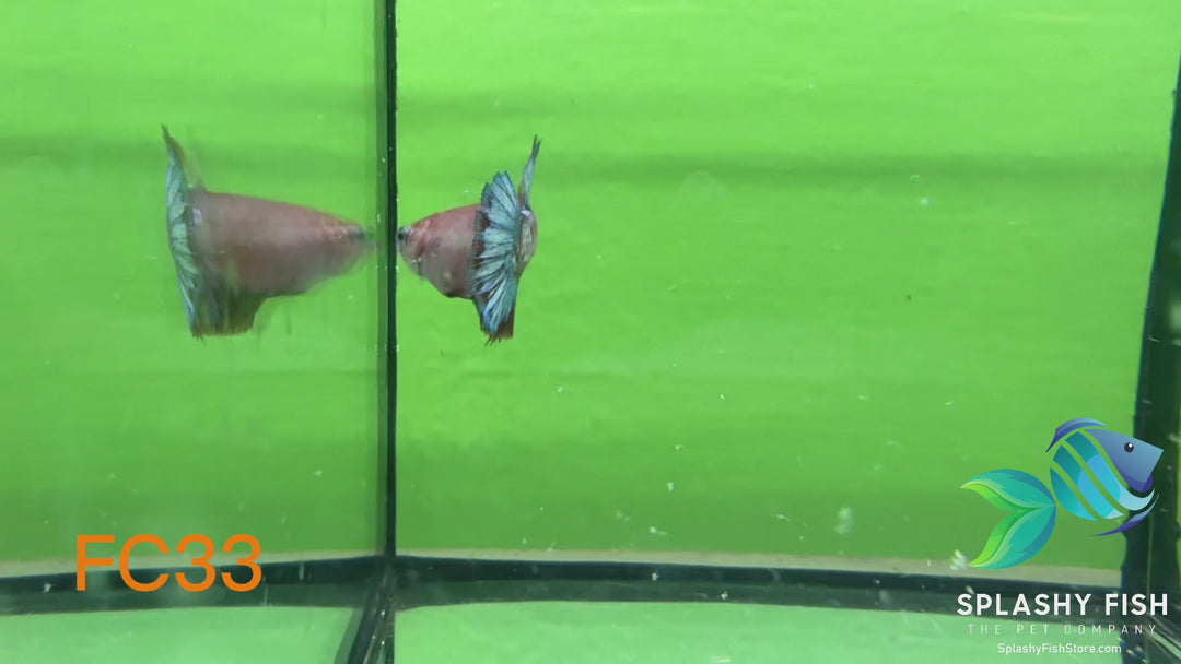 FC33 WYSIWYG B Grade Female Plakat Betta Fish