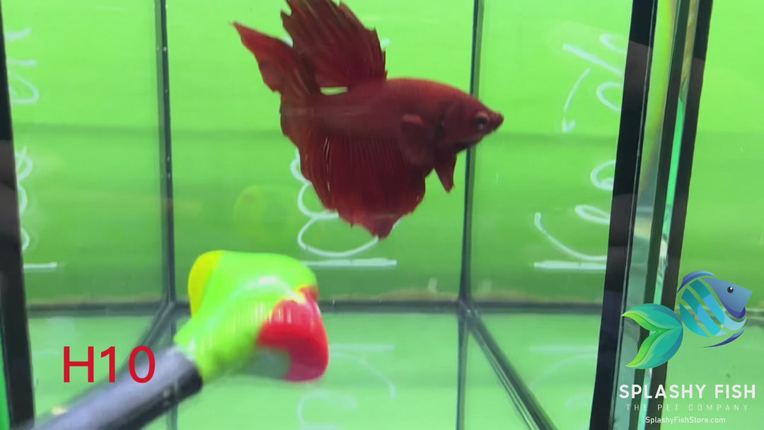H10 WYSIWYG Premium Halfmoon Betta Fish