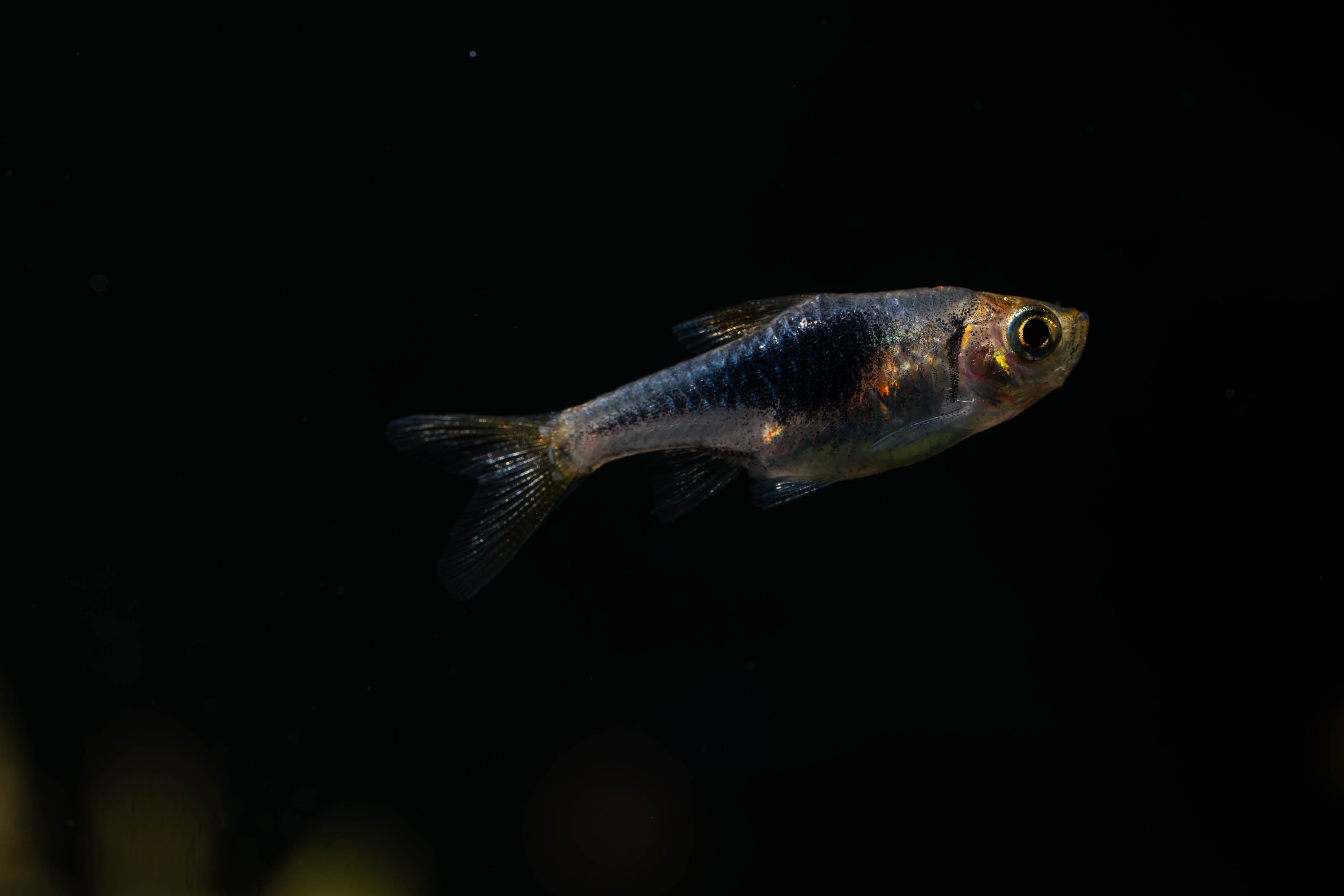 harlequin rasbora, harlequin rasboras, purple harlequin rasbora, purple freshwater fish, harlequin rasbora fish, purple tropical fish, rasbora harlequin, harlequin purple, purple harlequin rasboras, purple harlequin rasbora for sale, buy purple harlequin rasbora online